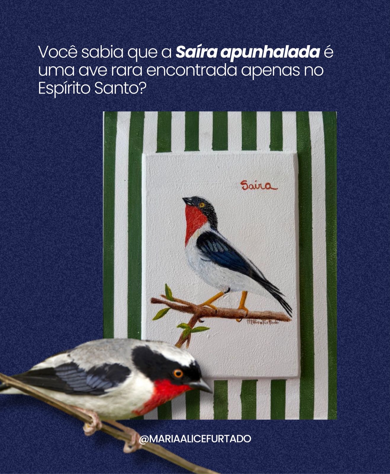 Saíra Apunhalada